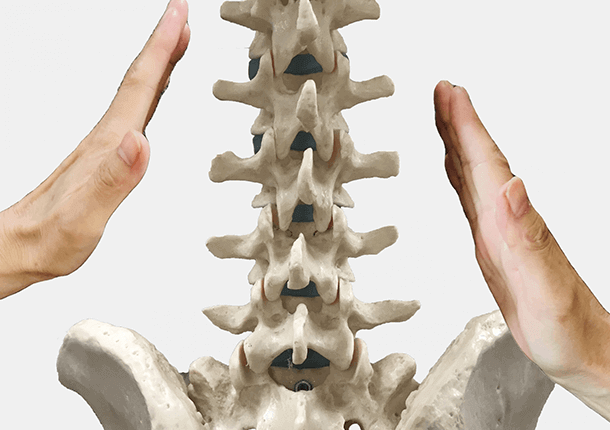 骨盤周囲の骨の模型写真